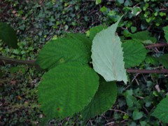Rubus cissburiensis