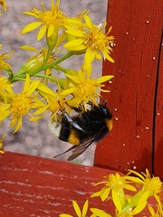 Bombus lucorum