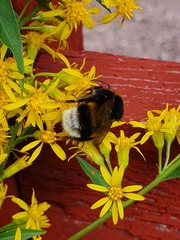 Bombus lucorum