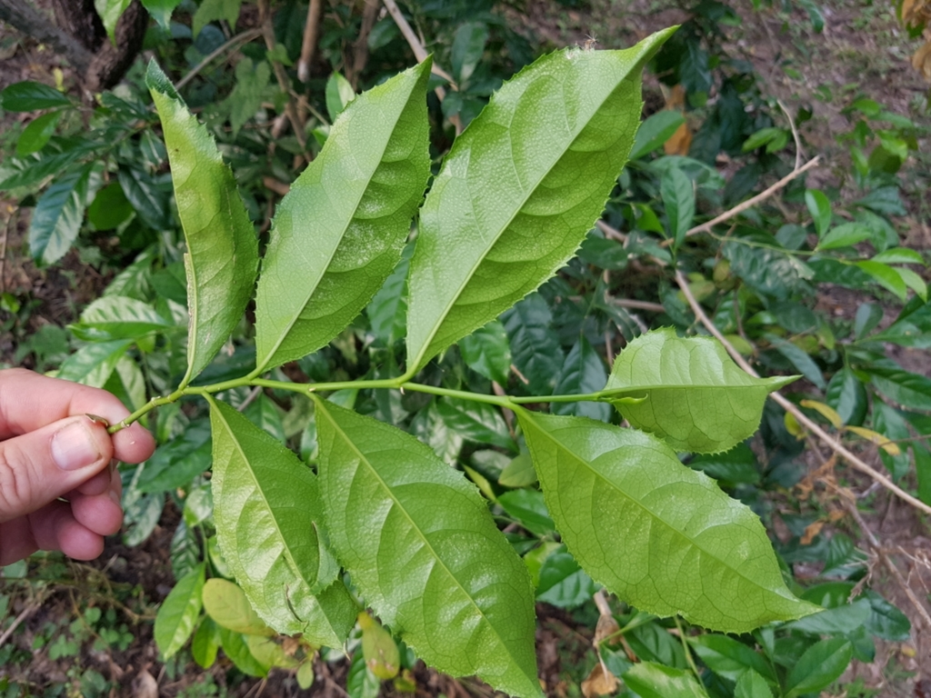 sand canaryberry