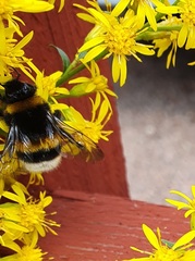 Bombus lucorum