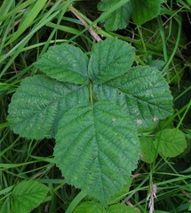 Rubus eboracensis