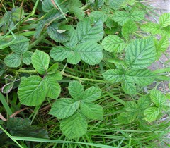 Rubus eboracensis