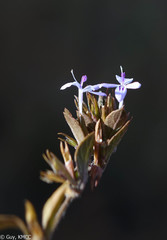 Hypoestes