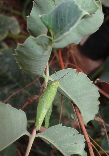 Sclerocarya birrea subsp. caffra image