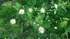 Tripleurospermum inodorum