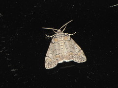 Smyriodes trigramma