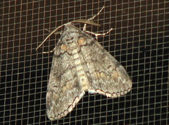 Smyriodes trigramma