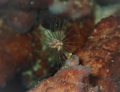 Ralpharia