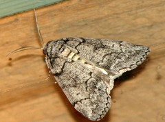 Smyriodes trigramma