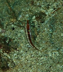 Coris dorsomacula