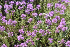 Thymus pallasianus