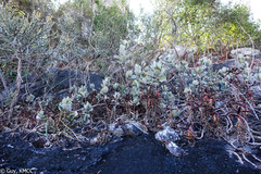 Kalanchoe tomentosa