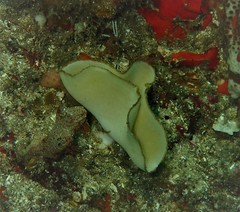 Teichonopsis labyrinthica