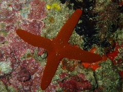 Fromia polypora