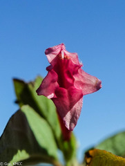 Dyschoriste siphonantha