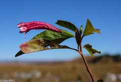 Dyschoriste siphonantha