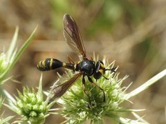 Physocephala rufipes