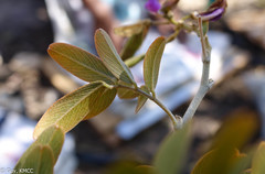 Mundulea anceps image