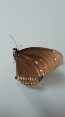 Euploea core godartii