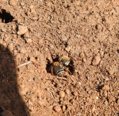 Tetraloniella hohmanni