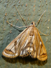 Strepsinoma foveata