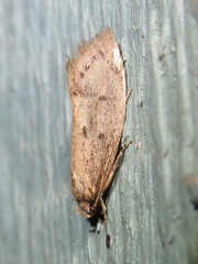 Syncometes vilis
