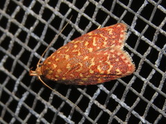 Syringoseca rhodoxantha