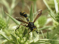 Physocephala rufipes