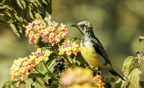 Nile Valley Sunbird