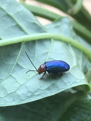Syphrea flavicollis