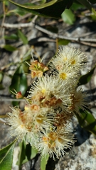 Syzygium phillyreifolium image