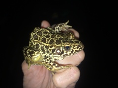 Lithobates areolatus