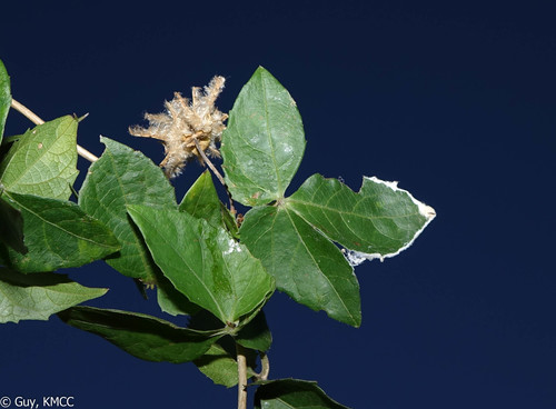 Dalechampia clematidifolia image
