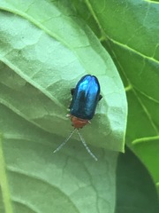 Syphrea flavicollis