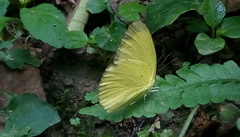 Eurema blanda arsakia