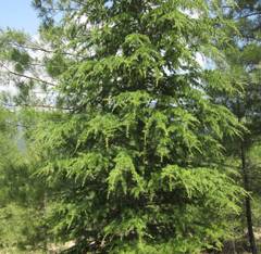 Cedrus libani