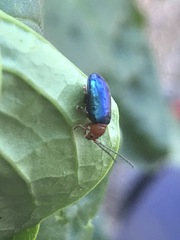 Syphrea flavicollis