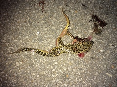 Lithobates areolatus