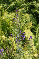Aconitum baicalense