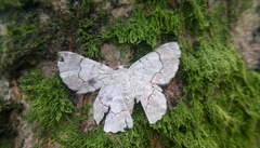 Pingasa ruginaria pacifica