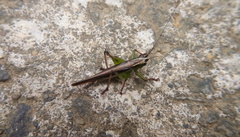 Conocephalus melaenus