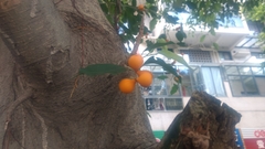 Ficus benjamina