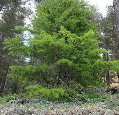 Cedrus libani