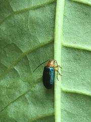 Syphrea flavicollis