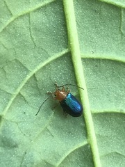 Syphrea flavicollis