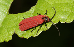 Dictyoptera