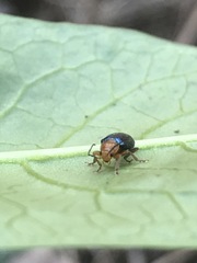 Syphrea flavicollis