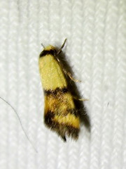 Temnogyropa stenomorpha
