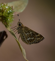 Taractrocera maevius